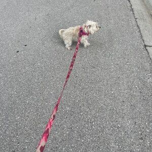 Meet your Posher, Antonio